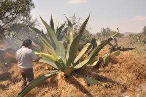 Pulque48